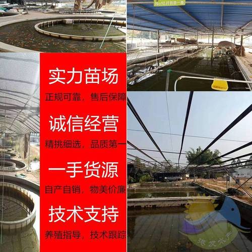 港发水产养殖场锦鲤鱼苗批发直达永州，水产养殖成活率高