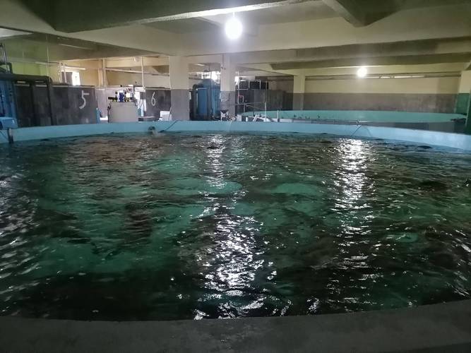 揭秘工厂化循环水养殖:真的不需要换水吗?