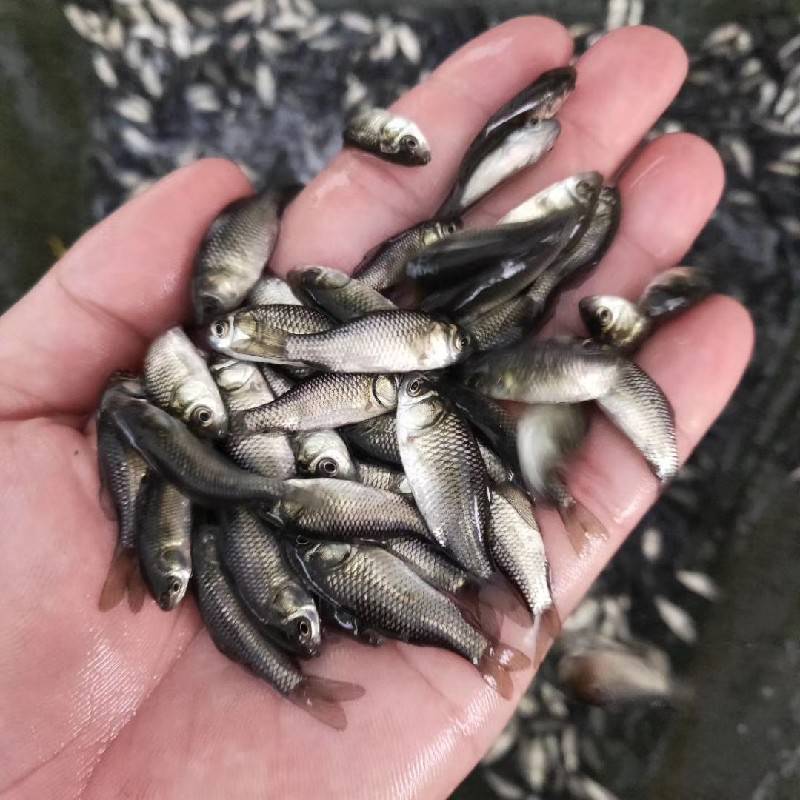 【水库养殖淡水鲫鱼苗_工程水产养殖鲫鱼苗_宏业鲫鱼苗批发价格图片】水库养殖淡水鲫鱼苗_工程水产养殖鲫鱼苗_宏业鲫鱼苗批发价格